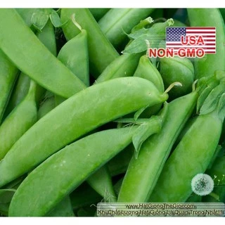 50GR Hạt Giống Đậu Hà Lan Leo Siêu Ngon Sugar Snap (| W1*W53)