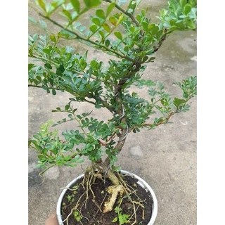 Chậu Cần Thăng đã tạo dáng bonsai