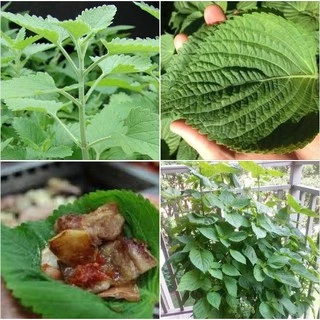 Hạt giống lá vừng - lá mè Hàn Quốc - Gói 0.5gram