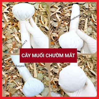 CÂY MUỐI THẢO DƯỢC CHƯỜM MẮT