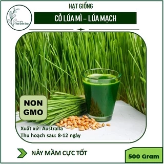 Hạt giống Cỏ Lúa Mì, Mầm Lúa Mạch 500gr