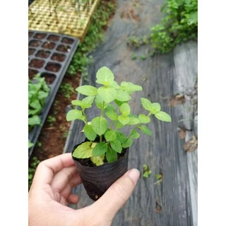 Bạc hà Âu (Bạc hà Pháp Mentha piperita) - bầu cây giống