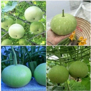 Hạt giống bầu quả tròn Thái lan dể trồng- gói 10 hạt-tặng kèm gói phân bón