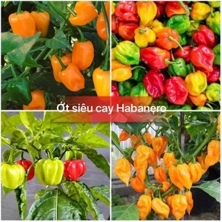 Hạt giống ớt siêu cay Hababero siêu trái F1