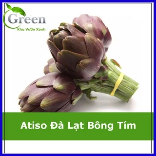 Hạt Giống Atiso Đà Lạt Bông Tím