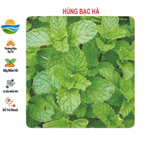 Hạt Giống Húng Bạc Hà