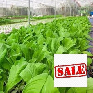 Gói 10 gr  giống rau cải mơ SALE