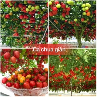 Hạt giống cà chua leo giàn siêu quả F1