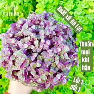 Cỏ pink lady SONDA GARDEN size chậu 10cm, cây cảnh trang trí nhà cửa, lỗi 1 đổi 1