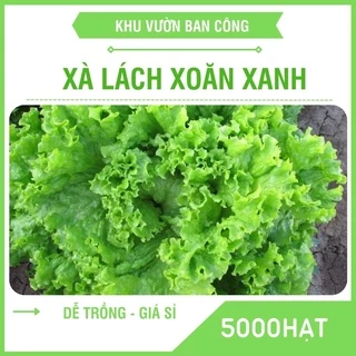 Hạt Giống Rau Xà Lách Xoăn Xanh Ngắn Ngày Thu Hoạch Quanh Năm Quy Cách 5000-2500-100 Hạt - Khu Vườn Ban Công