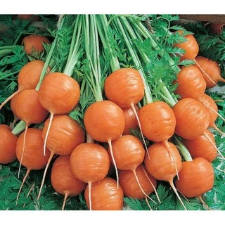 Hạt giống cà rốt củ tròn Paris ngon ngọt VTS64 | Vạn Tín Store