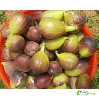 10 Hạt giống Sung Mỹ ngọt (tặng gói Kích nẩy mầm và Hướng dẫn) XTRA TẶNG KÈM PHÂN VÀ KÍCH MẦM