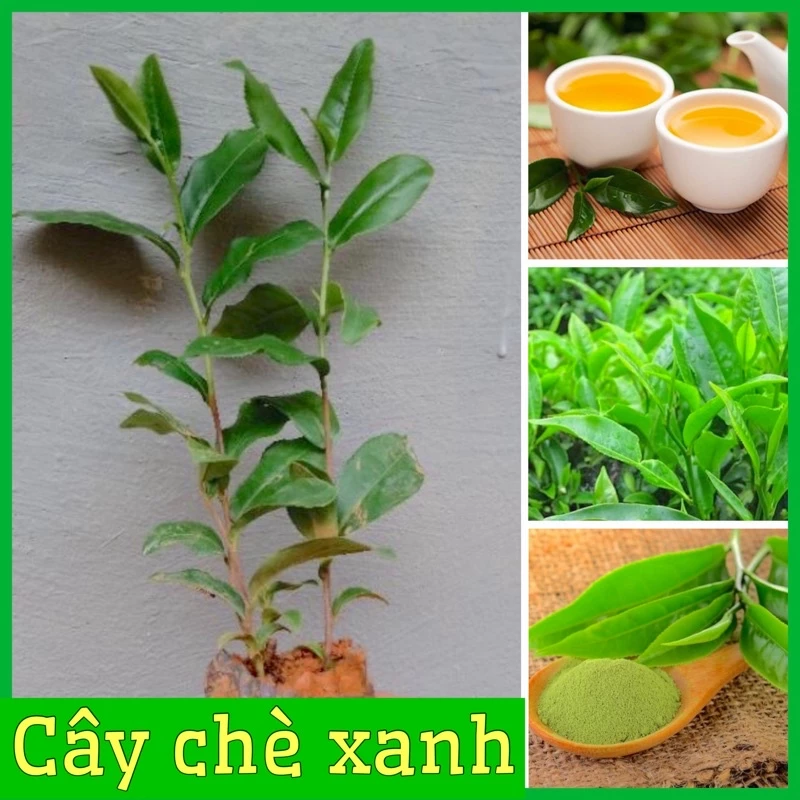 Combo 2 Cây chè xanh Thái Nguyên giống dùng pha trà,làm bánh