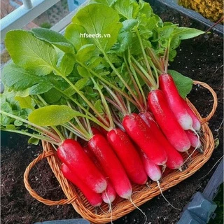 100h hạt giống củ cải đỏ mini dành cho người mới trồng  khuyen mai