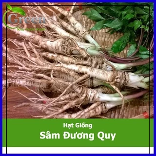 Hạt Giống Sâm Đương Quy Thảo Dược (100H)