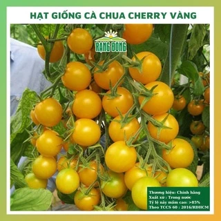 Hạt giống cà chua cherry vàng ngọt - rau củ quả chịu nhiệt 4 mùa ngon ngọt tỉ lệ nảy mầm cao 5 hạt RAD0 4030