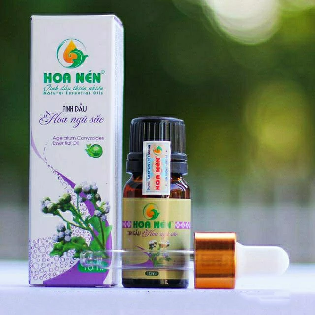 Tinh dầu hoa ngũ sắc nguyên chất Hoa Nén 5ml_Thích hợp với người viêm xoang, viêm mũi dị ứng