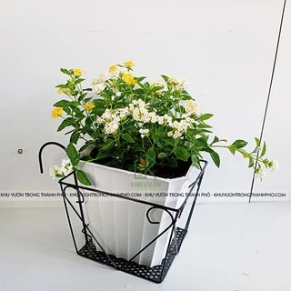 Khung sắt vuông treo chậu hoa ban công22cm