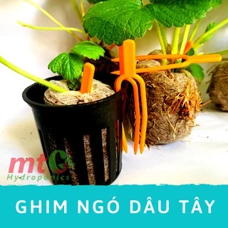 Ghim Ngó Dâu Tây, Ghim Kie Lan - Combo 10 cái