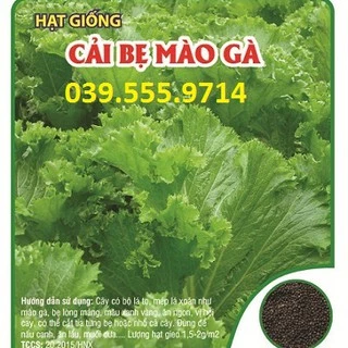 Hạt Giống Cải Bẹ Mào Gà 100gam, Nhanh Thu Hoạch