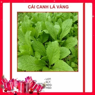 Hạt giống Cải Canh Lá Vàng 10gr KHUYẾN MẠI TRONG 1 NGÀY