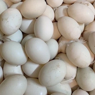 [HCM] Trứng gà | trứng vịt tươi quả to ở quê thả đồng 100% trứng sạch bao ngon