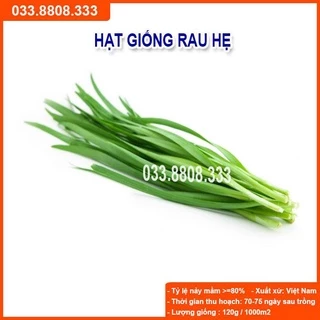 HẠT GIỐNG RAU HẸ - NĂNG SUẤT CAO, NẢY MẦM TỐT