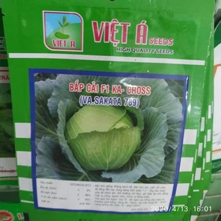 Hạt giống bắp cải Sakata F1