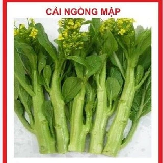 Hạt giống cải ngòng mập cọng xanh - gói 20gr