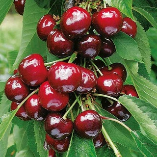 Hạt giống cherry chịu nhiệt