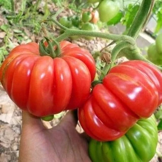 Hạt giống cà chua khổng lồ - rau củ quả chịu nhiệt 4 mùa, trồng chậu ban công ngon giòn ngọt nảy mầm cao 0,5g