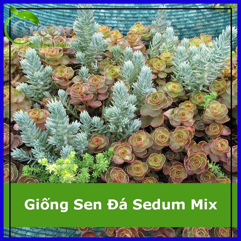 Hạt Giống Sen Đá Sedum Mix Chịu Hạn (50H)