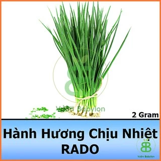 Hạt Giống Hành Hương Xanh F1 Chịu Nhiệt Tốt 2G