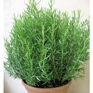 Hạt giống Cây Hương Thảo - Rosemary - Mê Điệt Hương VTS191 | Vạn Tín Store