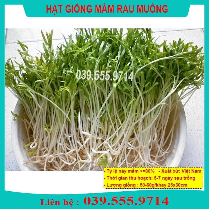 Hạt Giống Mầm Rau Muống ( gói 50gram ) - Hạt Rau Mầm