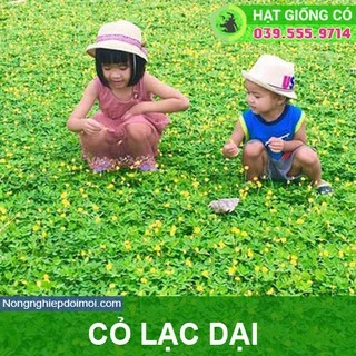 Hạt Giống Cỏ Lạc Dại – Cỏ Thảm Cảnh - Cỏ Đậu Phộng (gói 50g ) - Cỏ Lạc Tiên