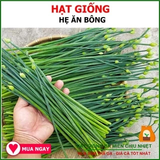 Gói 2gr hạt giống Hẹ Tứ Quý Triều Châu TN127 ăn bông