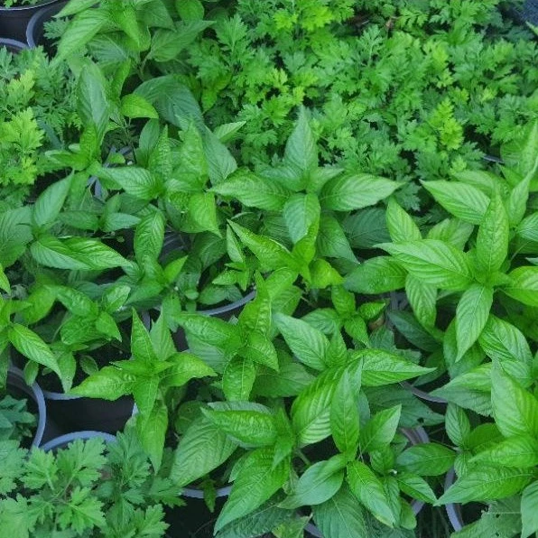 [ TẶNG CÂY CON ] Rau chậu - Lá cẩm thái TACY'S GARDEN 100% rau sạch nhà vườn trồng