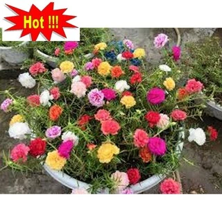 200 Hạt giống hoa Mười giờ kép nhiều màu