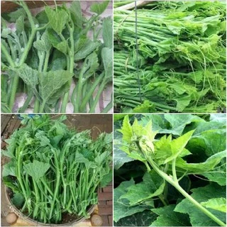 Hạt Giống Bí Siêu Ngọn Cao Sản (10gr)