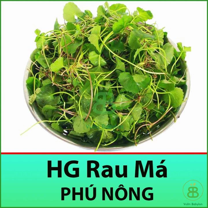 Hạt Giống Rau Má 1Gr Chất Lượng Cao