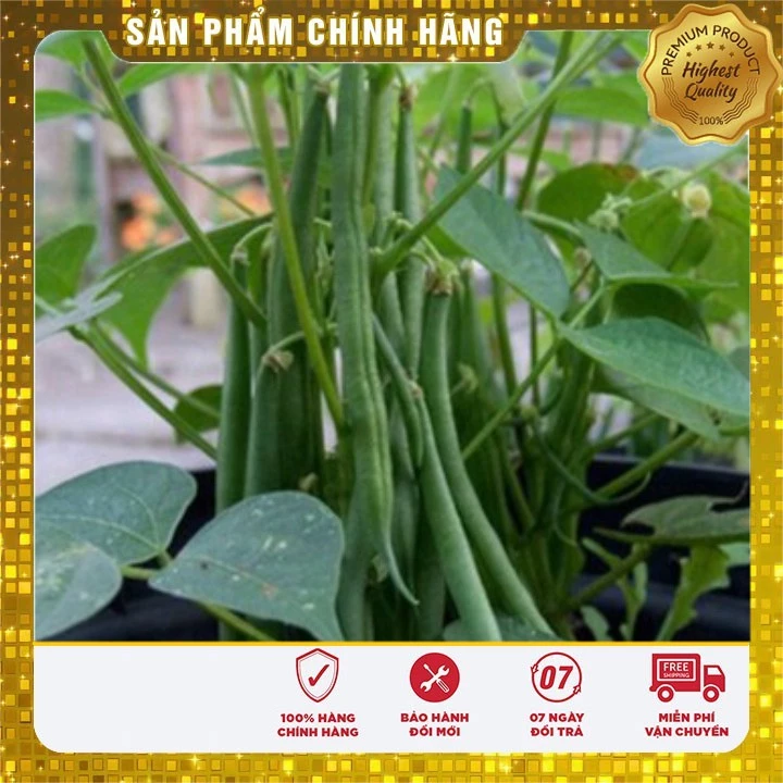 Hạt Giống Đậu Cove Lùn Ngon dễ trồng nhanh thu hoạch ( gói 50 gram )