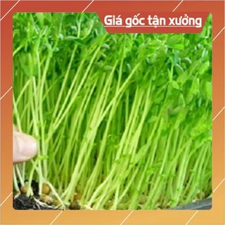 Hạt giống rau mầm rau muống VN - 100g (Hàng Loại 1)