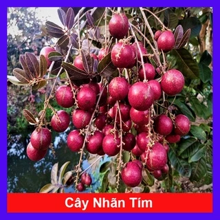 Cây Nhãn Tím - cây ăn quả - caykiengsadec