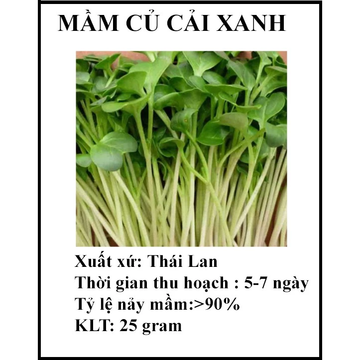 25 gr hạt giống rau mầm củ cải xanh