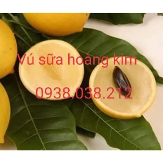 CÂY VÚ SỮA HOÀNG KIM