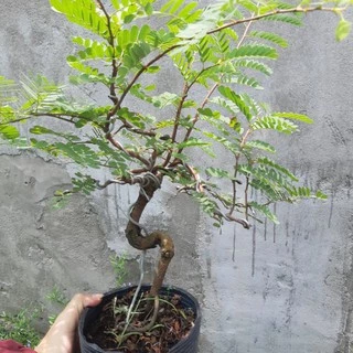 Cây me bonsai mini