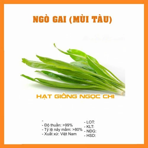 Hạt Giống Rau Ngò Gai (Mùi Tàu, Ngò Tây, Răng Cưa) - 2Gr