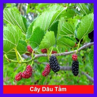 Cây dâu tằm - cây giống, bầu đất