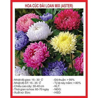 Hạt giống hoa Cúc Đài Loan - cúc Mazic ~ 200 Hạt